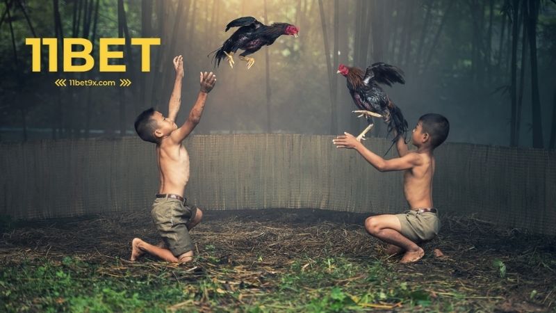 Đá gà 11bet